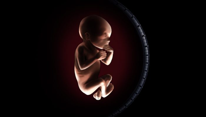 Uterus